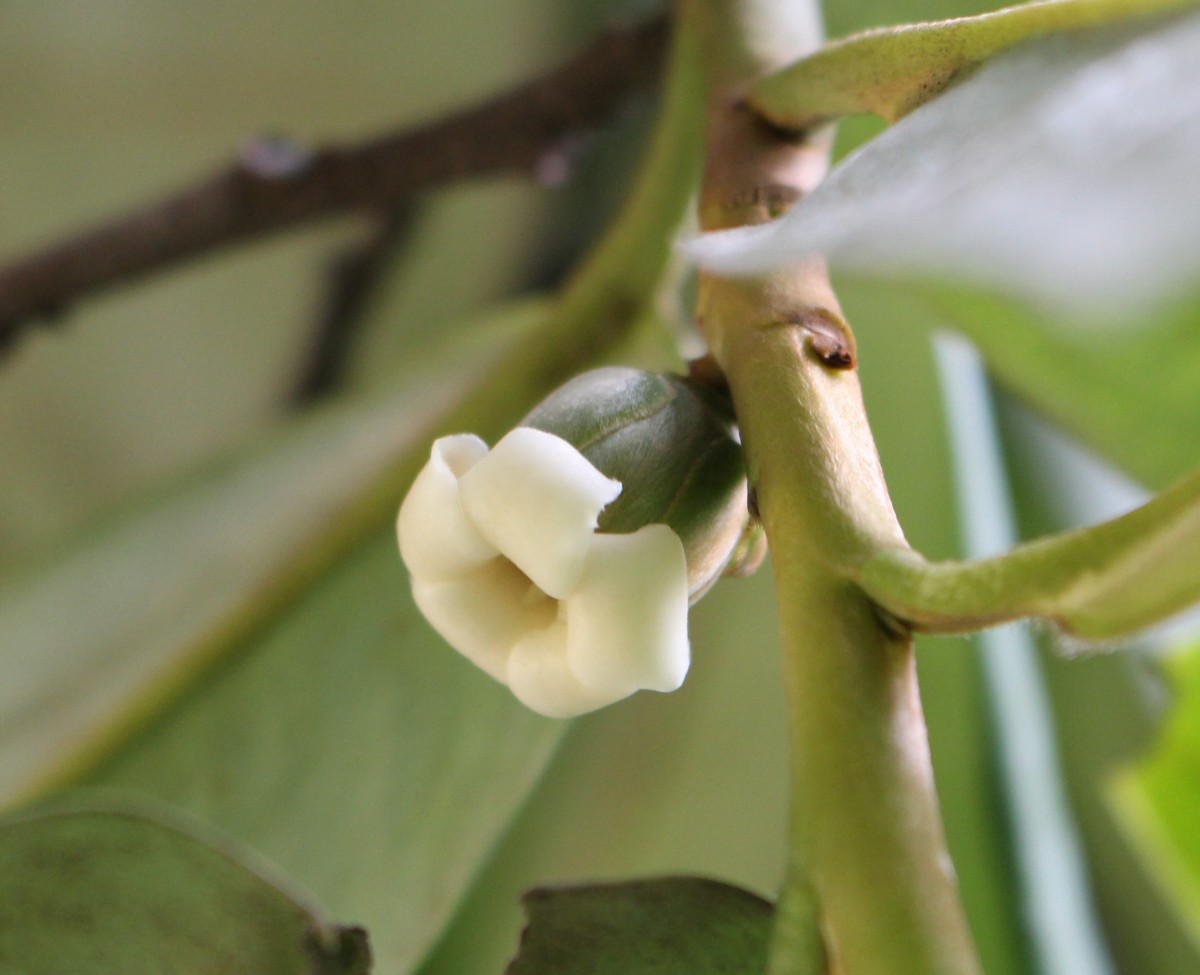 Diospyros blancoi A.DC.